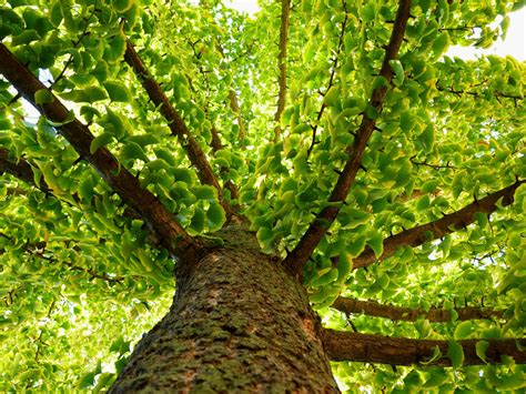 The Ginkgo-Biloba Tree! A Living Legend Rooted in Göttingen’s Past