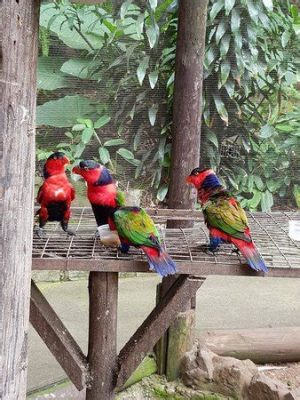 The Umgeni River Bird Park: A Feathered Fiesta For Nature Enthusiasts!