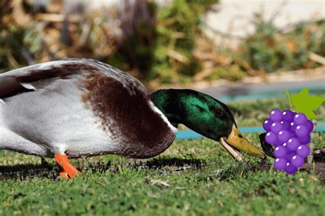 Can You Feed Ducks Grapes? And Why Do They Always Look So Suspicious?