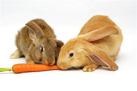 Can You Feed Rabbits Carrots? Exploring the Myths and Realities of Rabbit Diets