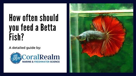 How Often Should I Feed My Fish: A Dive into the Depths of Aquatic Nutrition