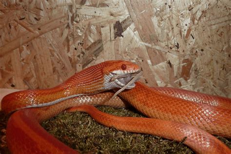 How Often Should You Feed a Corn Snake? And Why Do They Dream of Electric Mice?