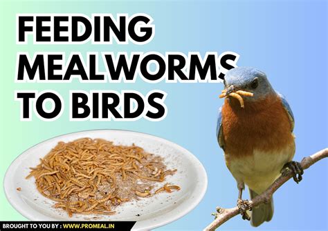 How to Feed Mealworms to Birds: A Guide to Attracting Feathered Friends and Pondering the Mysteries of Avian Diets