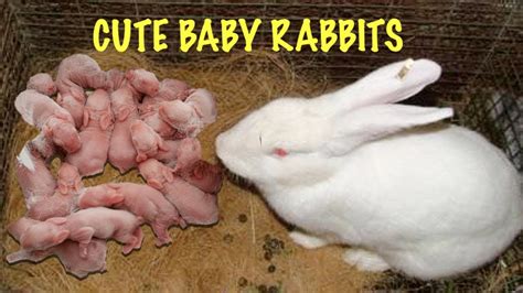 How to Feed Newborn Bunnies and Why They Might Prefer a Cup of Tea