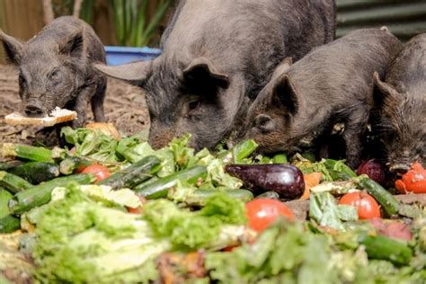 How to Feed Pigs Cheaply: Exploring Unconventional and Cost-Effective Strategies