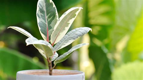 How to Propagate Rubber Plant from Leaf: A Journey into the Heart of Green Alchemy