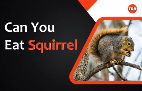 What Can You Feed a Squirrel: And Why Do They Love Shiny Objects?