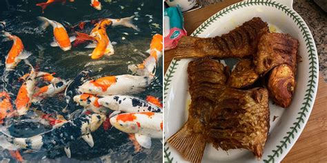 What Can You Feed Koi Fish? And Why Do They Sometimes Act Like They’re in a Gourmet Cooking Show?