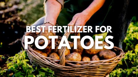 What is the Best Fertilizer for Potatoes: Unearthing the Secrets to a Bountiful Harvest