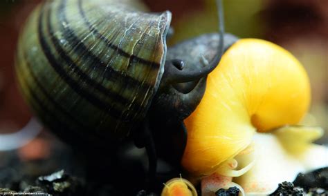 What to Feed Aquarium Snails: A Dive into the Culinary World of Tiny Tank Dwellers