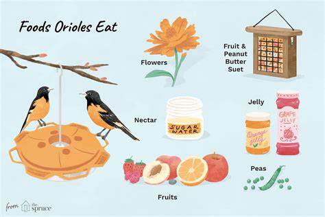 What to Feed Orioles: Unraveling the Mysteries of Avian Gastronomy